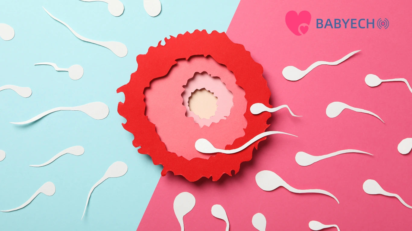 Understanding Ovulation: Tips for Conception